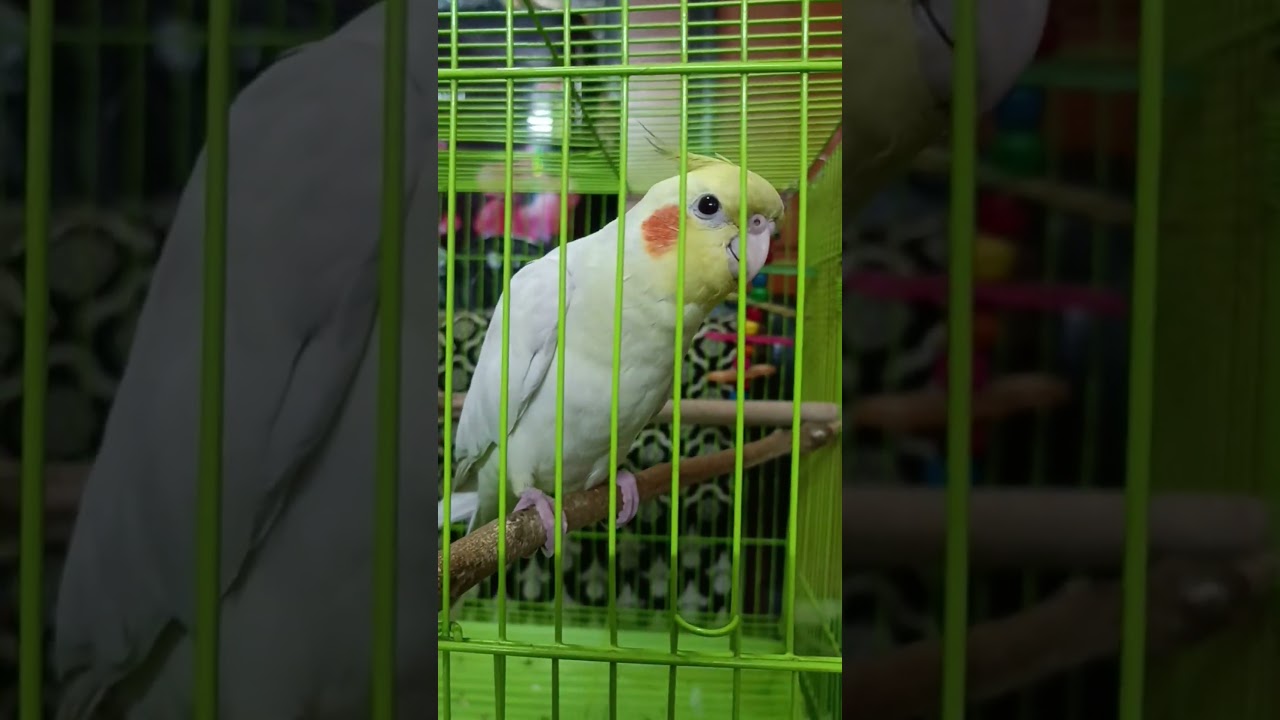 Cute Cookie Cookie Vibes by PikuPiku Singing Cookie Cookie 🎶🦜