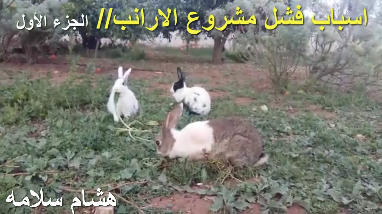 أسباب فشل مشروع الأرانب الجزء الأول