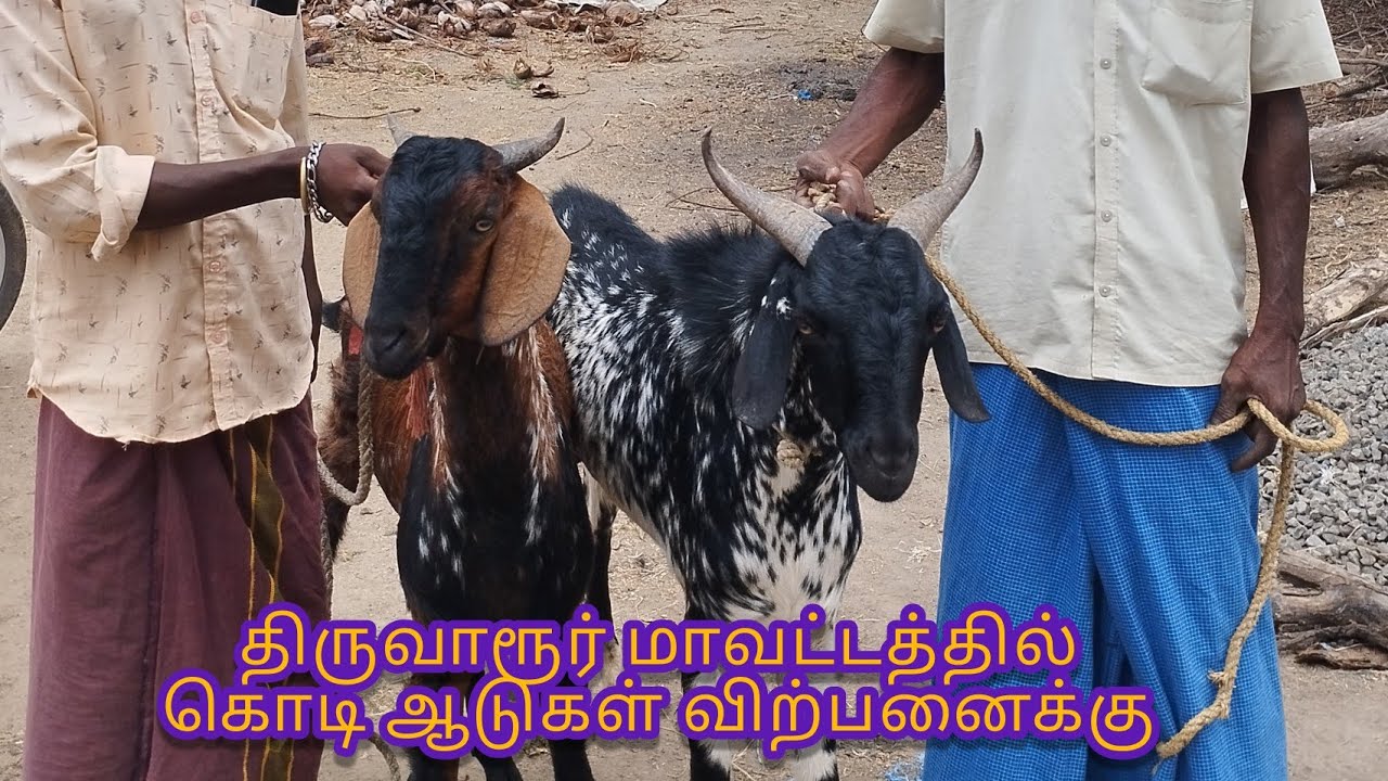 கொடி ஆடுகள் விற்பனைக்கு|திருவாரூர் மாவட்டத்தில்@Deltakaalnadaisanthai #tamilnadu #kodiAadu