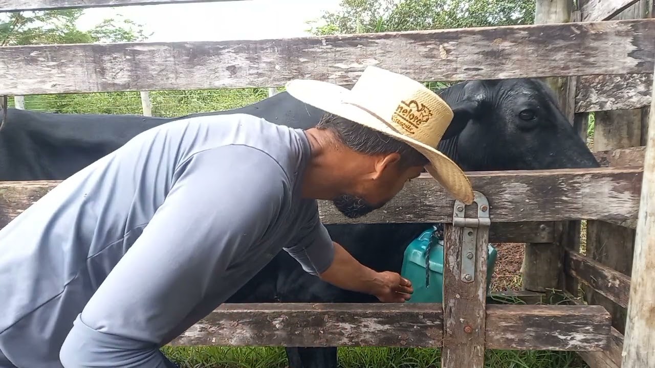 Como Saber se uma vaca t&aacute; prenhe?