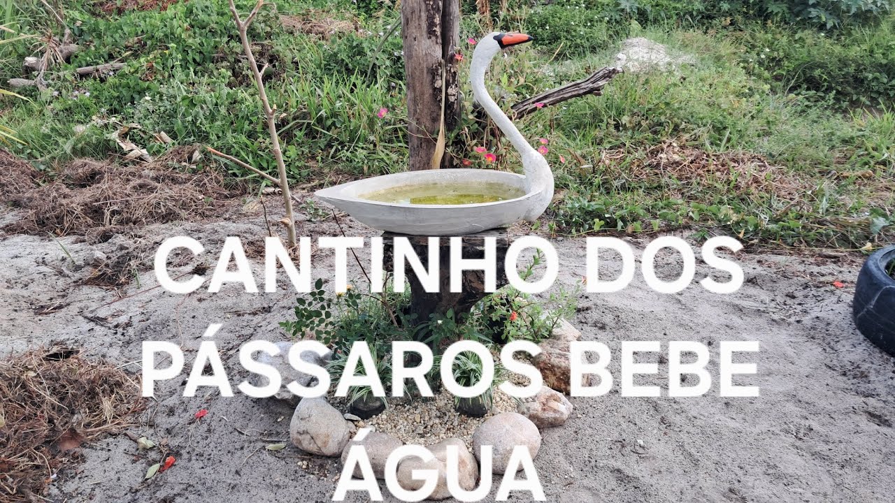 Olha como ficou o cantinho dos pássaros bebe água 