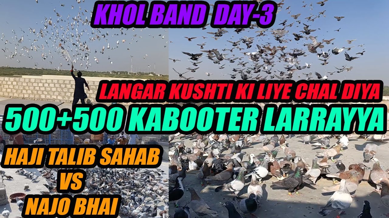 500 Ka Langar Kushti K Liye Chal Dia KHOL BAND DAY-3 500+500 Gola Pigeon Fight Haji Talib Najo Bhai