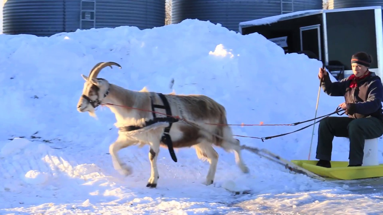 The POWERFUL Goat - training a goat to pull