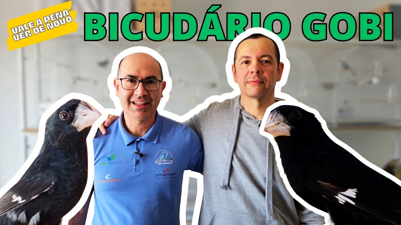 CRIANDO BICUDO EM APARTAMENTO!!! INCRÍVEL O CAPRICHO!!!