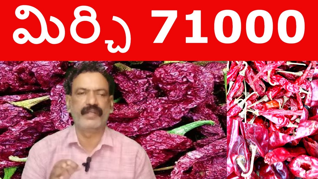 BAYADGI MIRCHI KADDI BYADIGI Karnataka | Guntur Mirchi Price | Teja  Mirchi Exports VVM #telugu