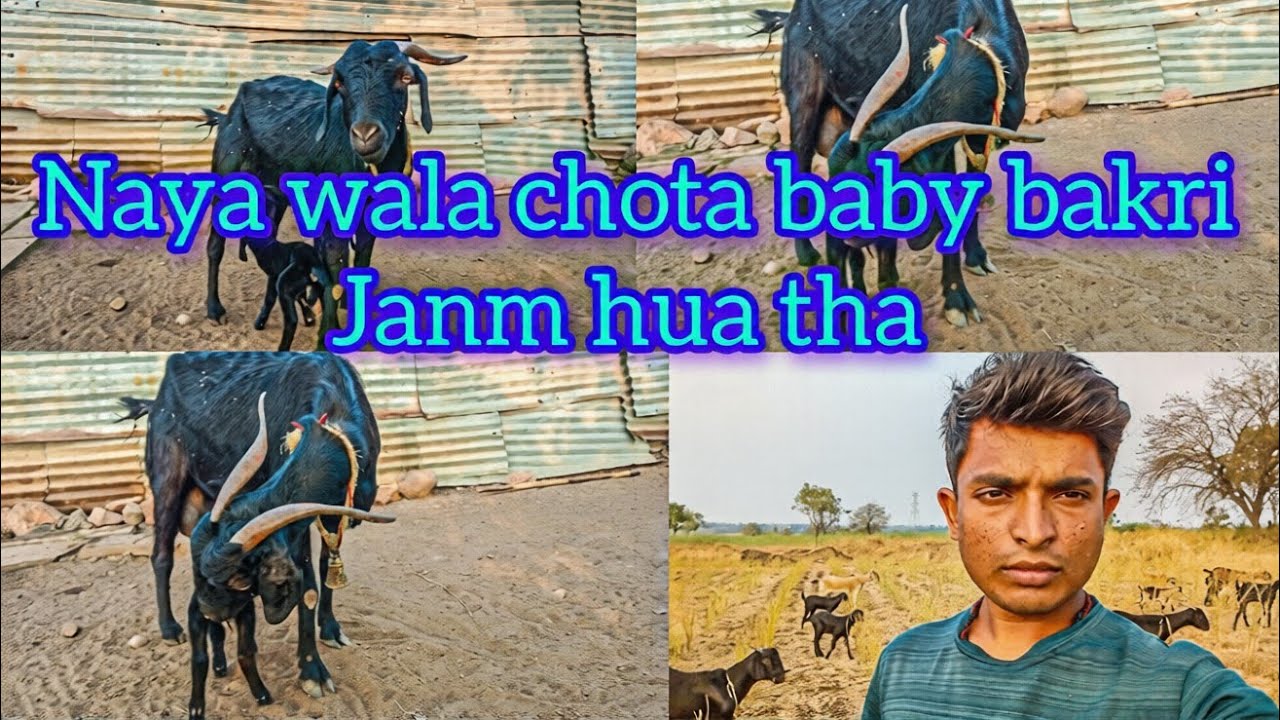 Chota bakri Janm hua tha mera ghar pe #sachinkumarvlogs #hindivlog #villagelife #goatfarming 