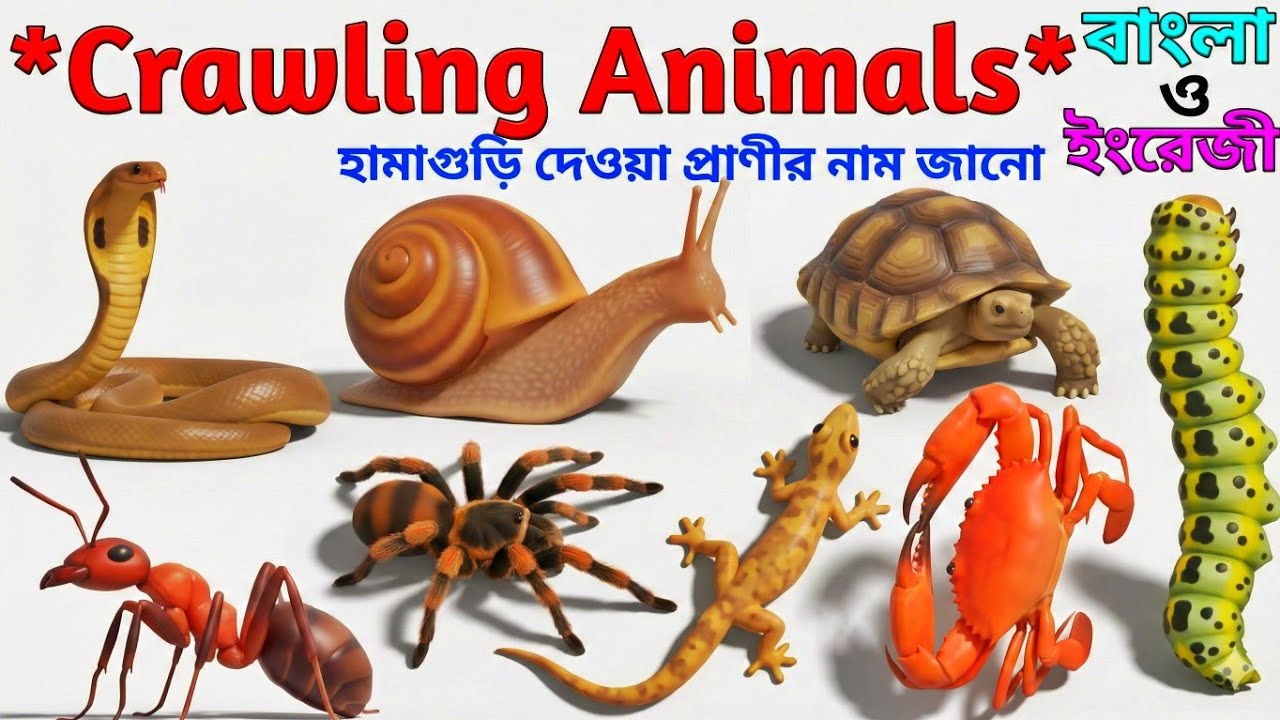 Learn Crawling animals 🐜🐢 Names in Bangla, বিভিন্ন হামাগুড়ি দেওয়া প্রাণীর নাম, kids learning video