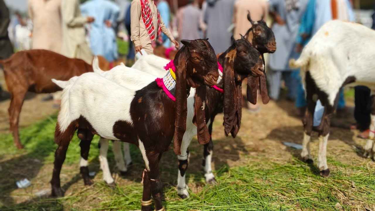 tando Adam bakra Mandi new update (4_3_2026)