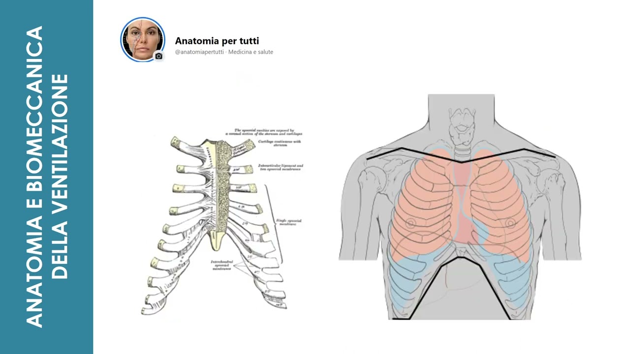LA VENTILAZIONE - Fondamenti di Anatomia per la Biomeccanica