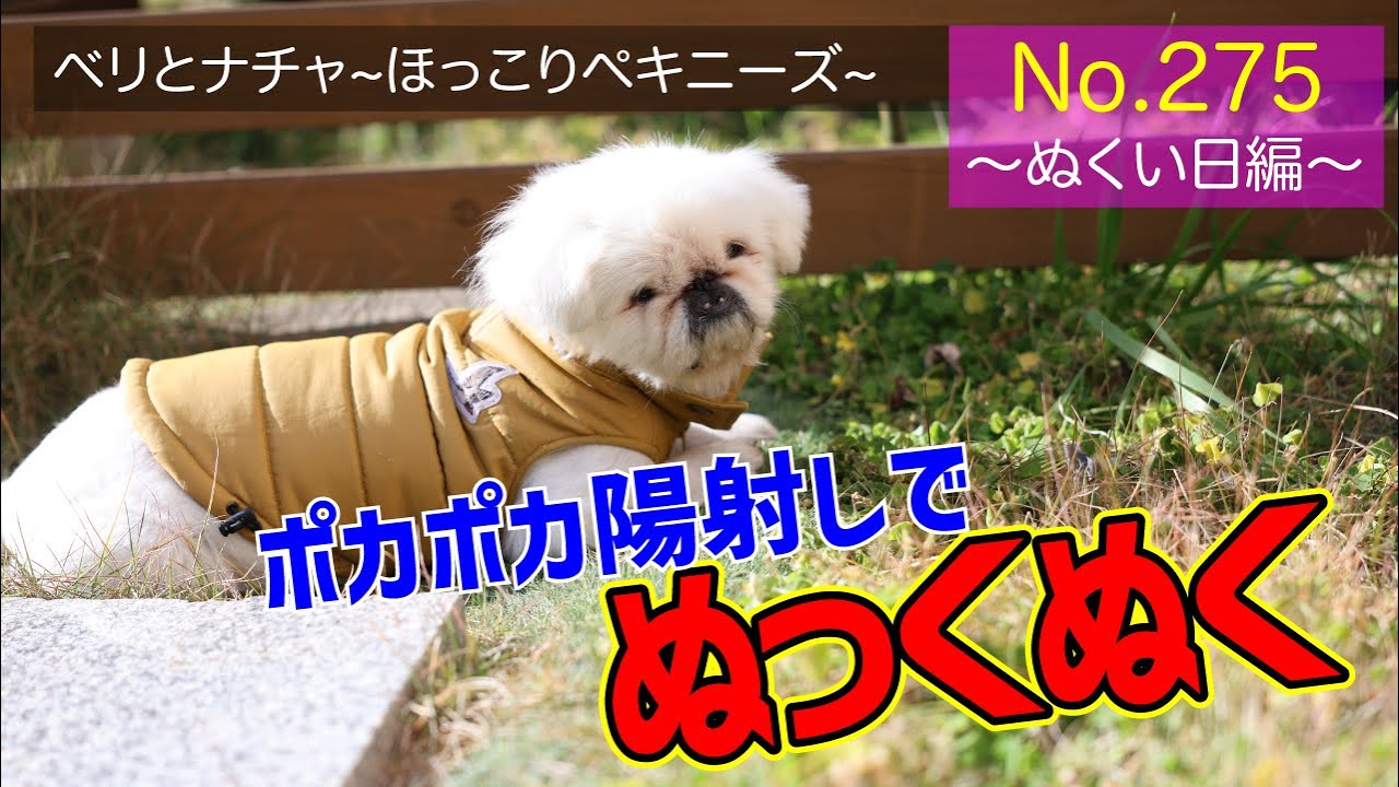 【ペキニーズ2匹】今日は“ぬくい日編”！ツンデレベリと甘えん坊ナチャの日常 #275 【癒し×可愛い】#愛犬 #ほっこり #犬