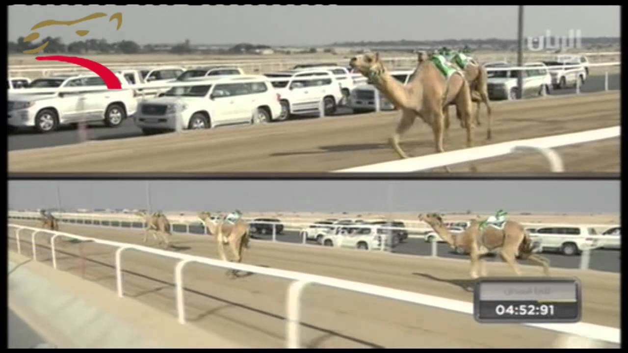 مهرجان المؤسس- ثنايا 8 ك- 27-12-2014 م- ش2 الباز لـ رشيد حمد بن جبرين ت:12:41:34