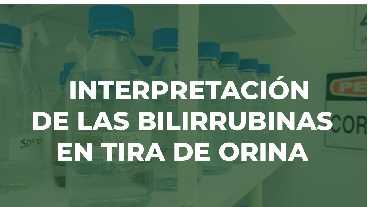 Interpretación de las Bilirrubinas en Tira de Orina / GUÍA DE DIAGNÓSTICO DE LABORATORIO VETERINARIO