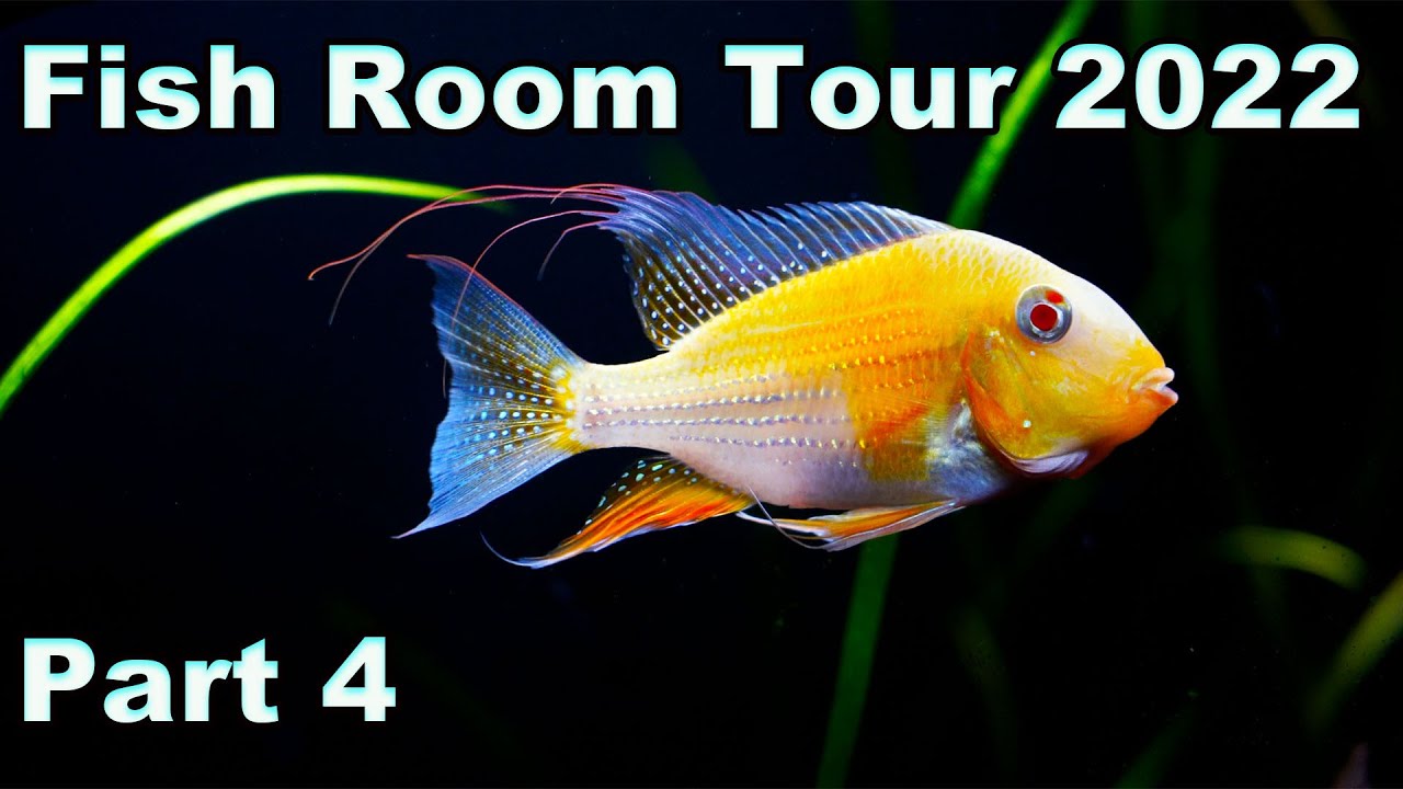 Fish Room Tour 2022 Part 4: Are These The BEST Aquariums in Our Fish Room?