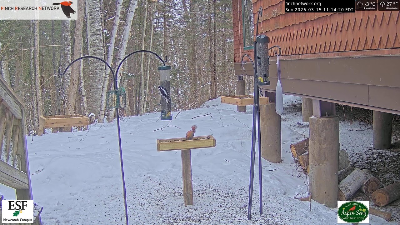 2026-03-15 - Adirondack Interpretive Center - Newcomb, NY - Live Stream Bird Feeder Cam