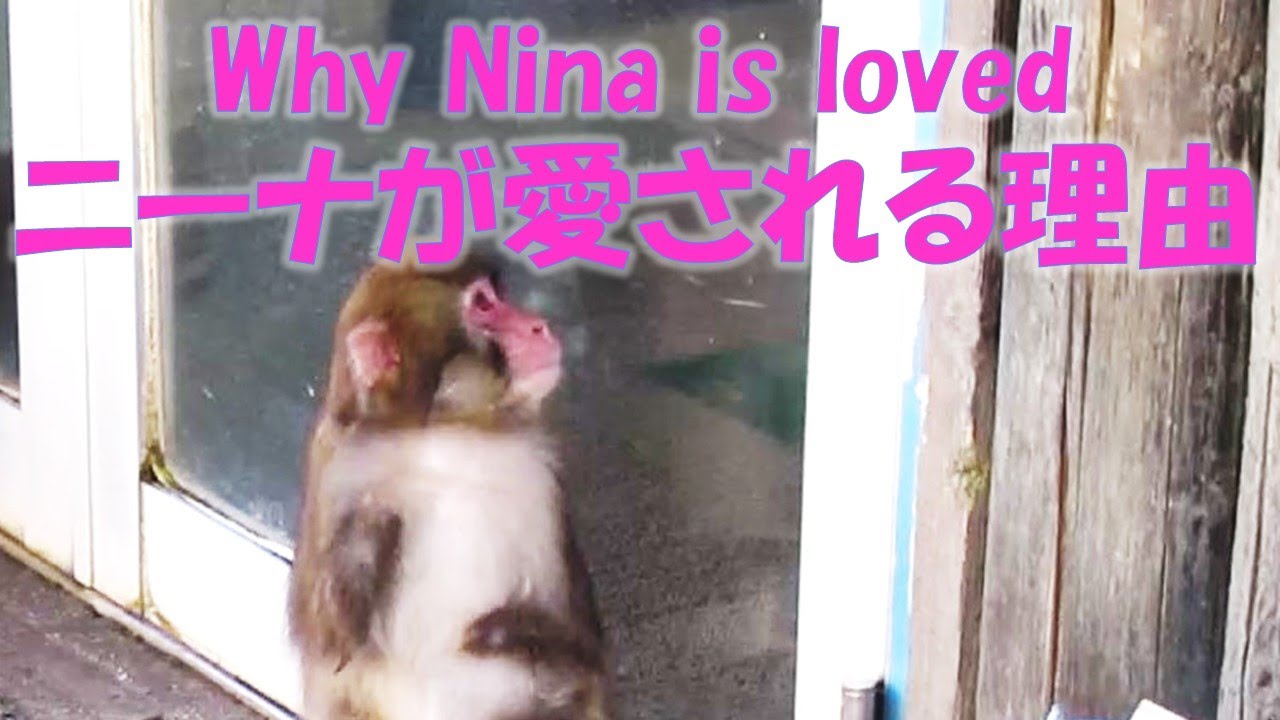 ニーナが愛される理由 Why Nina is loved 葉ッピー動物園2220 淡路島モンキーセンター 兵庫県