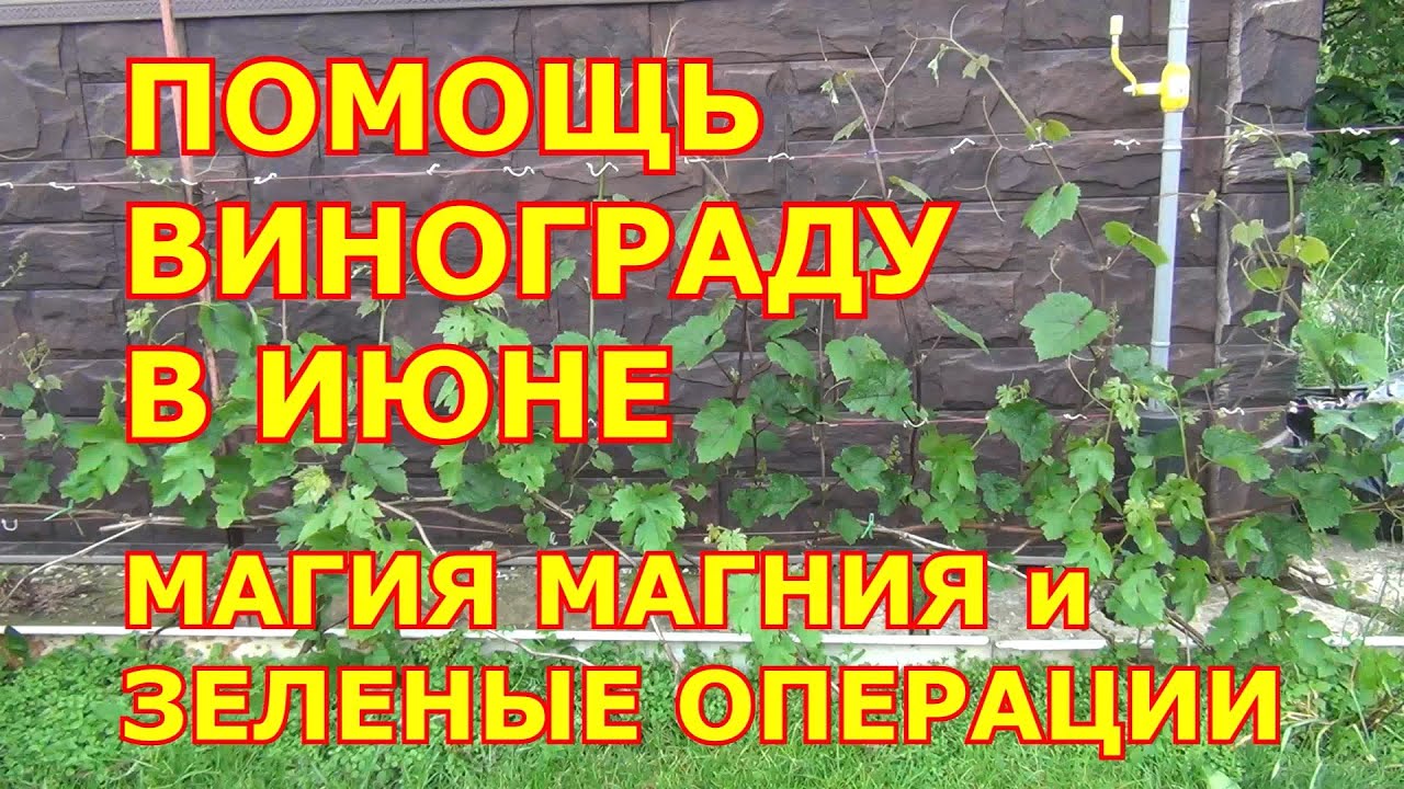 ПОМОЩЬ ВИНОГРАДУ в ИЮНЕ. МАГИЯ МАГНИЯ и ЗЕЛЕНЫЕ ОПЕРАЦИИ