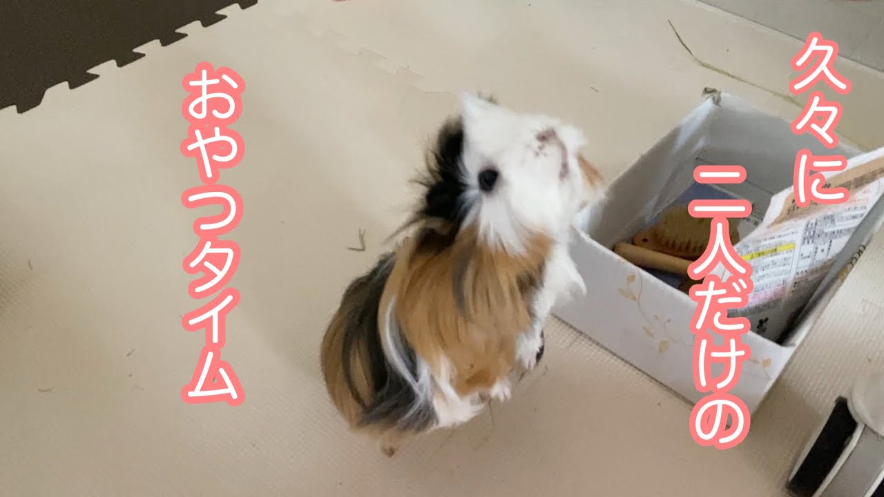 モルモット【お父さんとぷいぷいのオヤツタイム】Snack time with Dad and Puipui