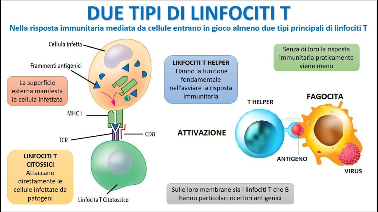 LA DIFESA IMMUNITARIA MEDIATA DA CELLULE