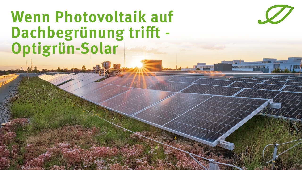 Wenn Photovoltaik auf Dachbegrünung trifft - das zukunftsweisende Solargründach von Optigrün