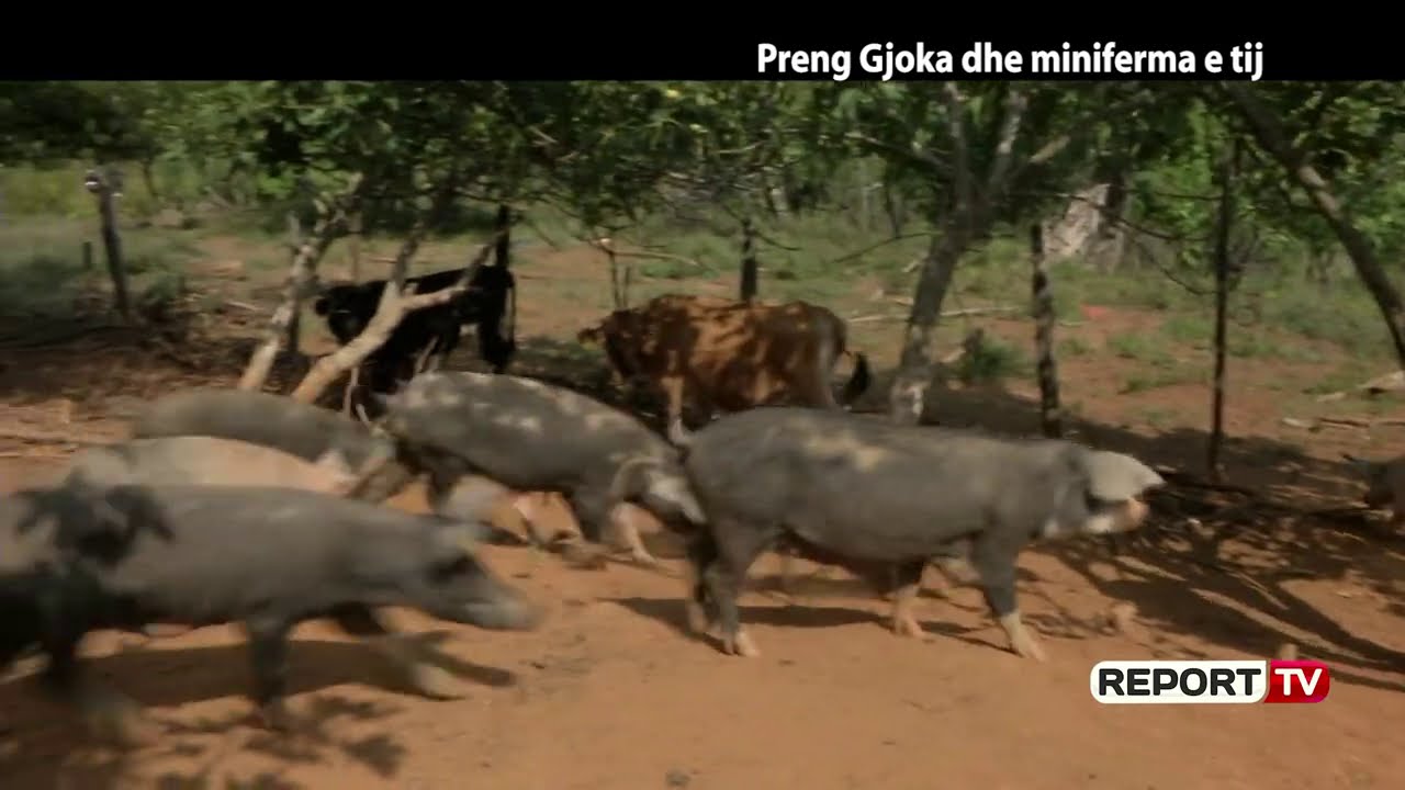Report Tv, Veri Jug - Preng Gjoka dhe miniferma e tij