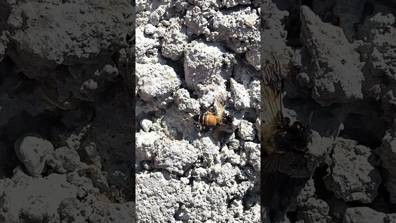 Bee After Dunk out From back She not able to fly now