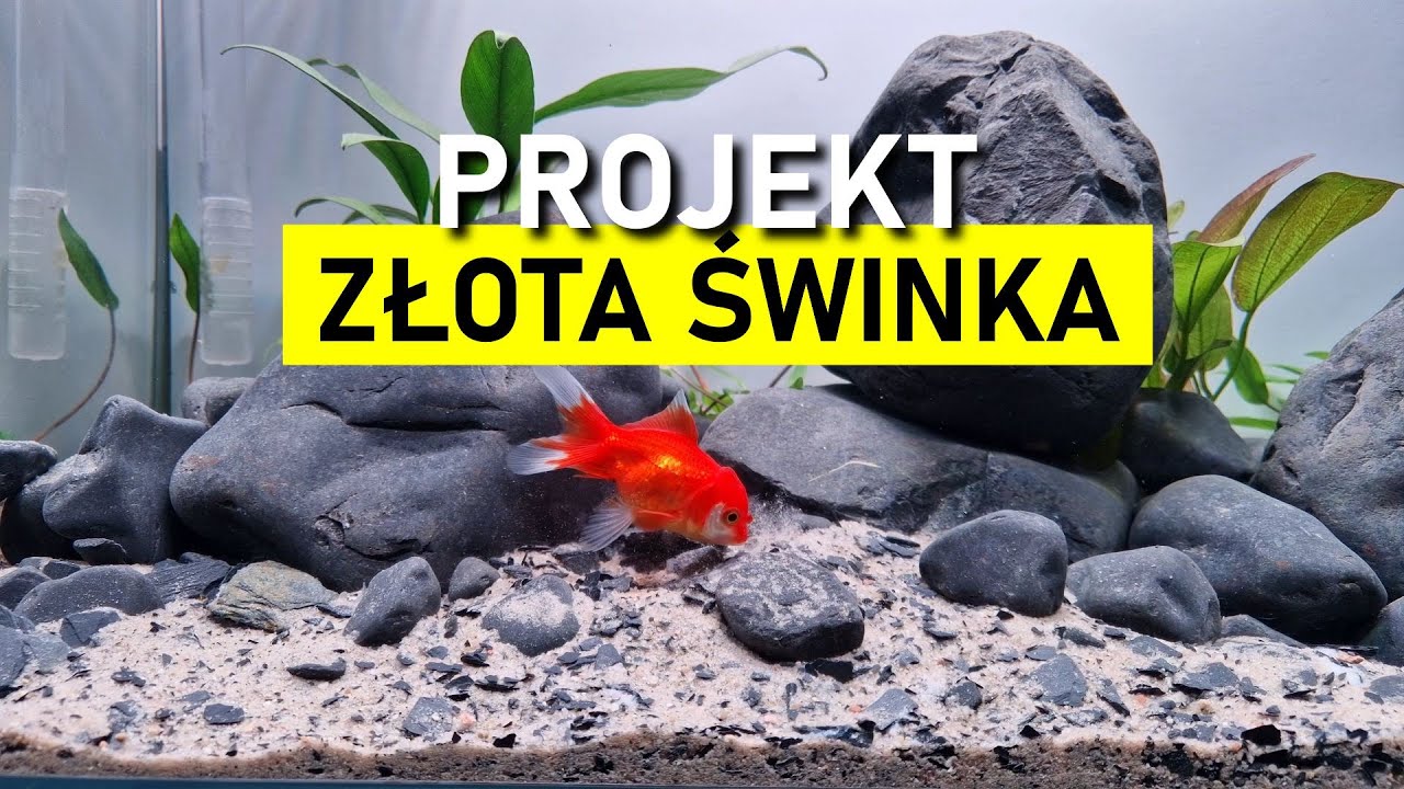 Zakładanie Akwarium dla Złotej Świnki