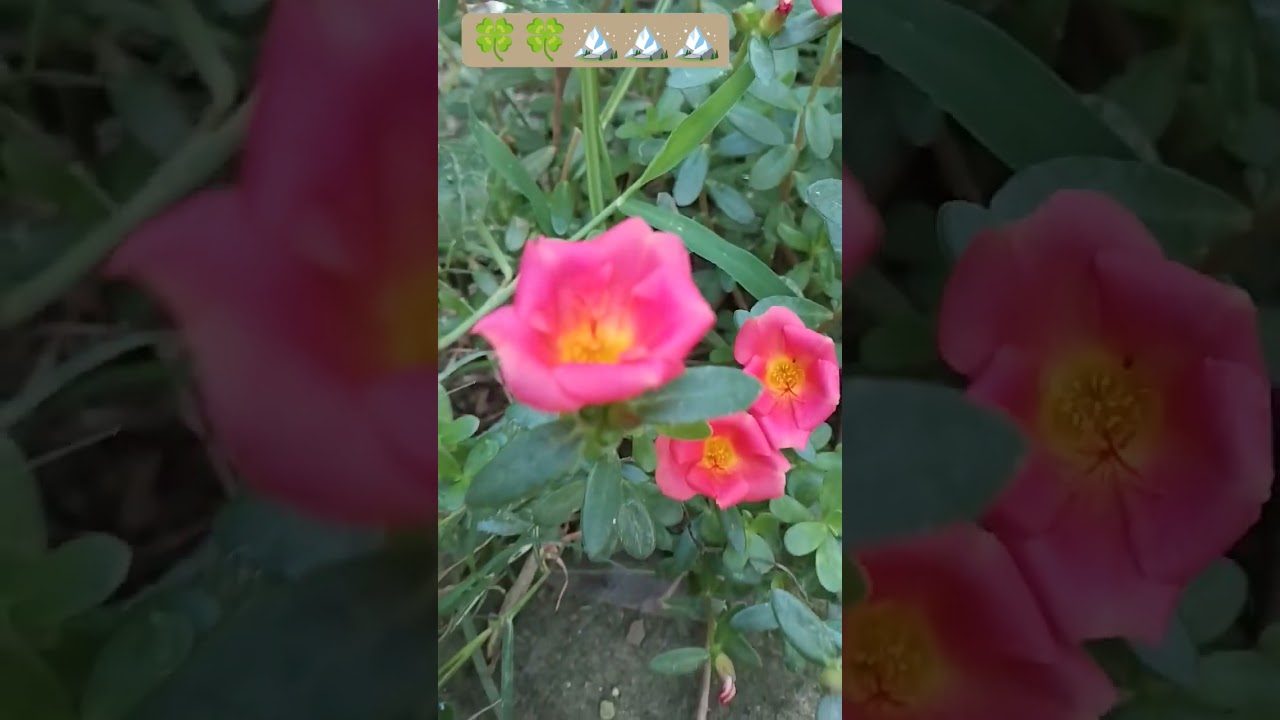 #bhojpuri #devipacharageet #entertainment #khesari #song #devipachra