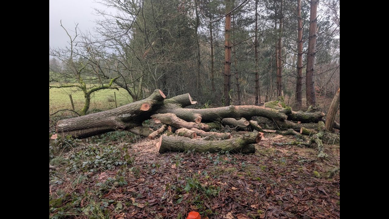 Large dying back-leaning ash wedged over