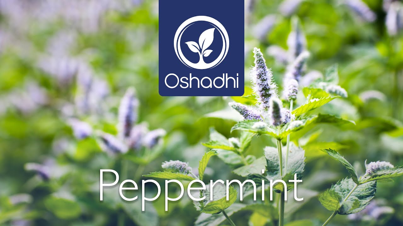 Peppermint (Mentha piperita) | Essential-Oil-Plant Portrait by Dr. Malte Hozzel