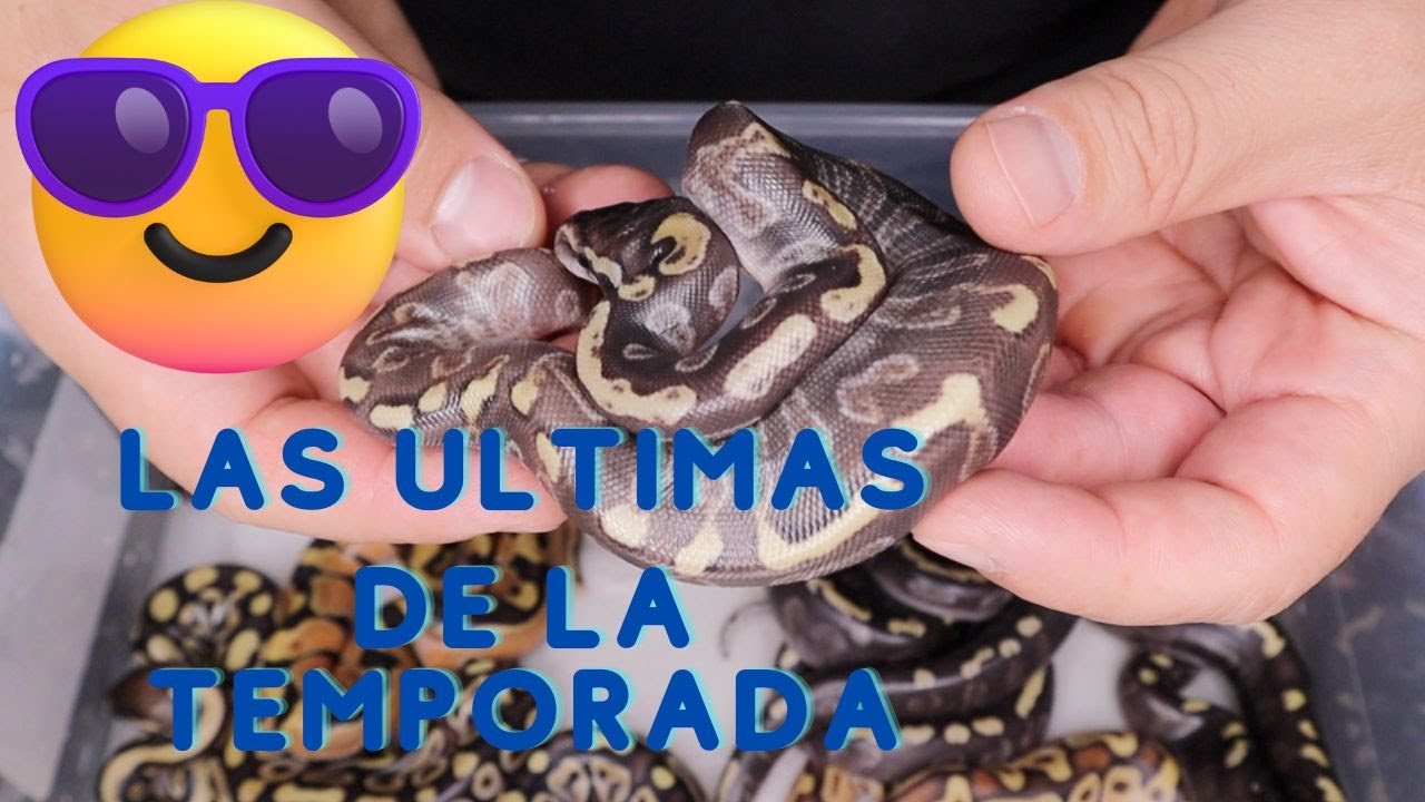 Las Ultimas crias de serpiente pitón bola del año!
