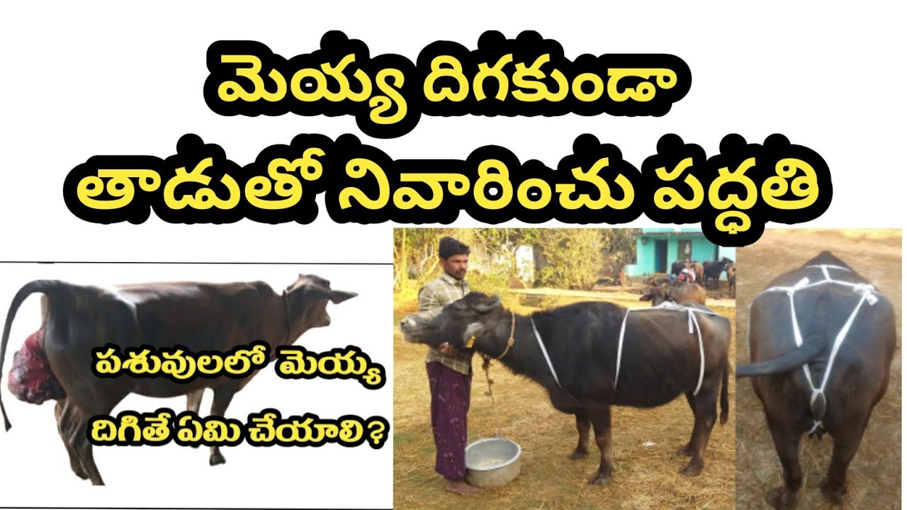 prevention of prolapse with rope తాడు కట్టు తో మెయ్య దిగకుండా నివారించు  పద్ధతి