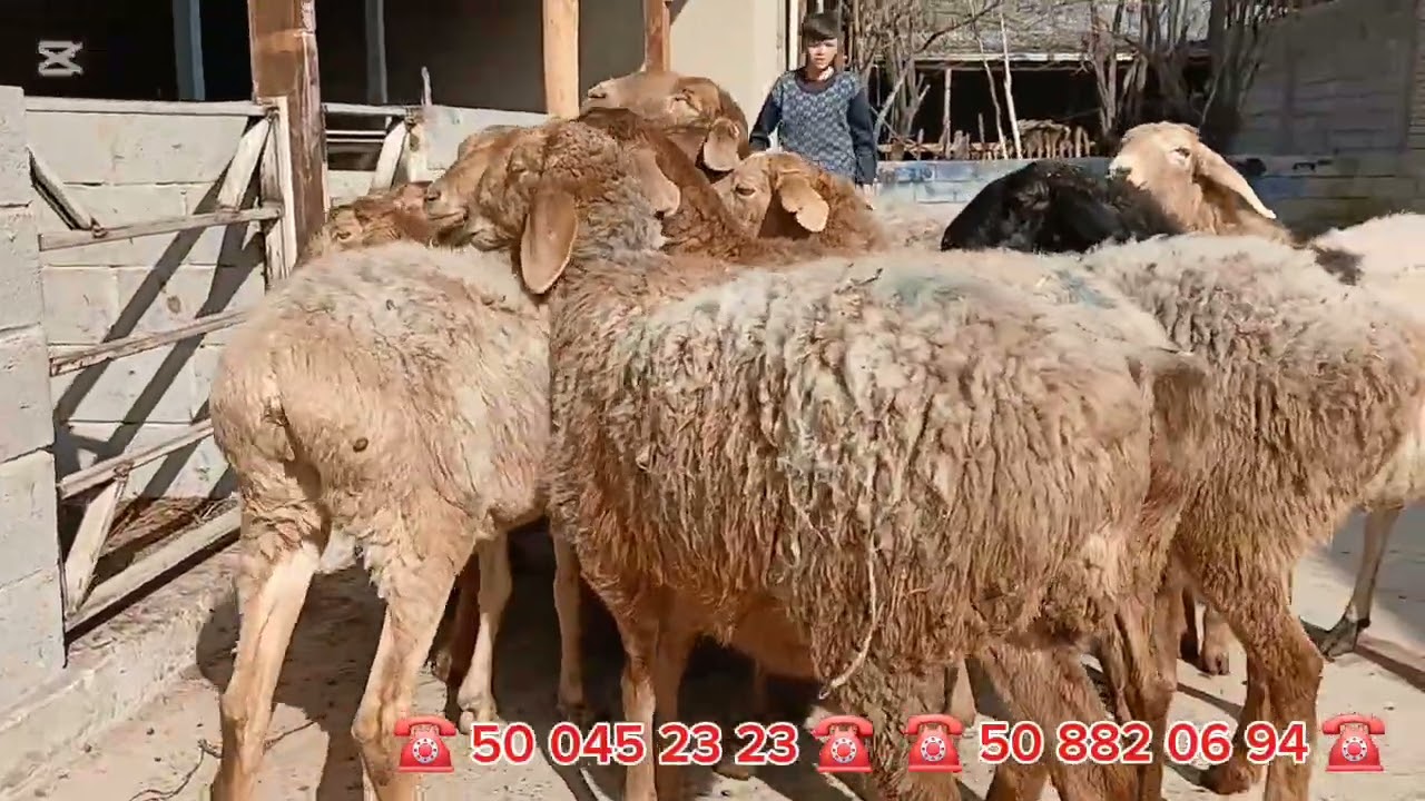 Naqt bogoz sovliklat shoshilamz 