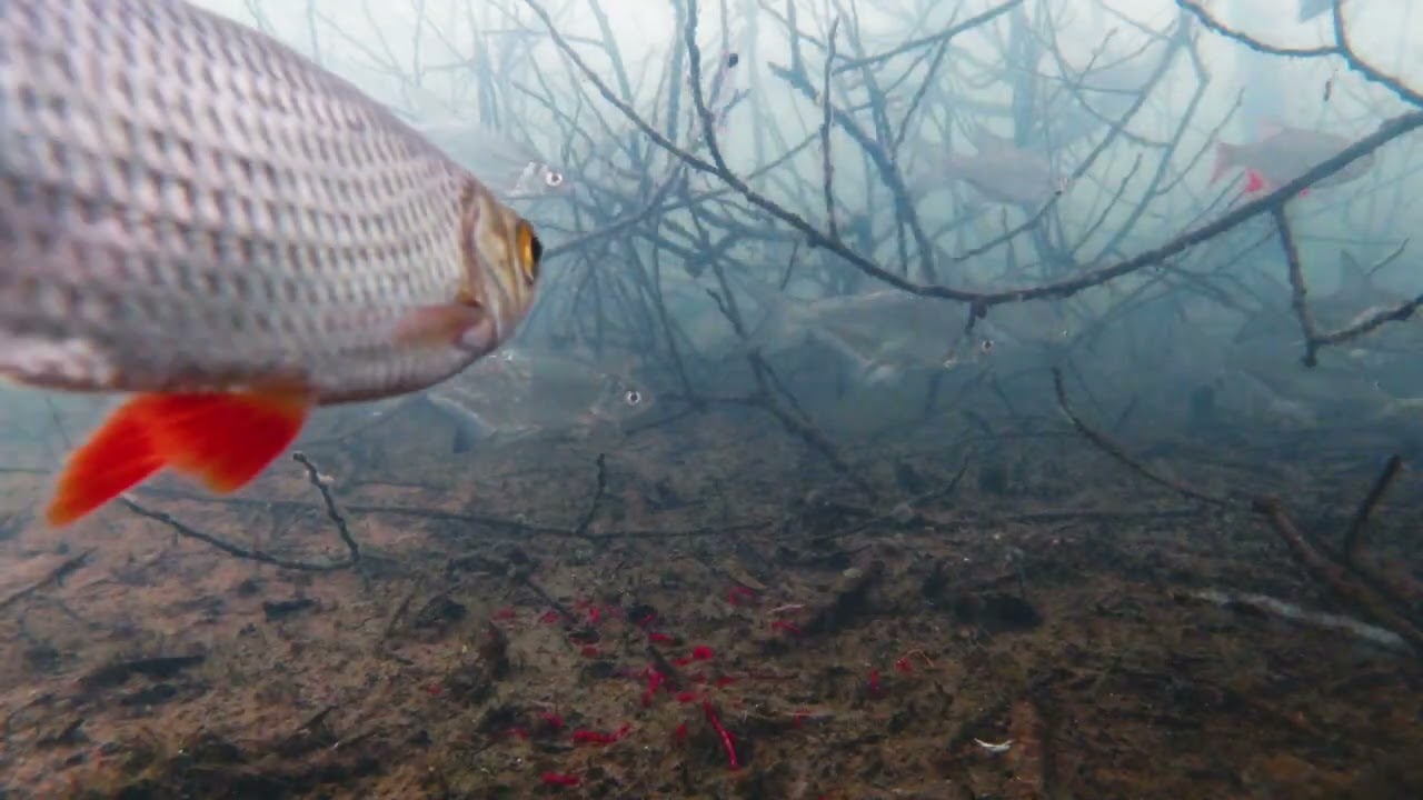 Znaleźliśmy rybę w zatopionych drzewach!