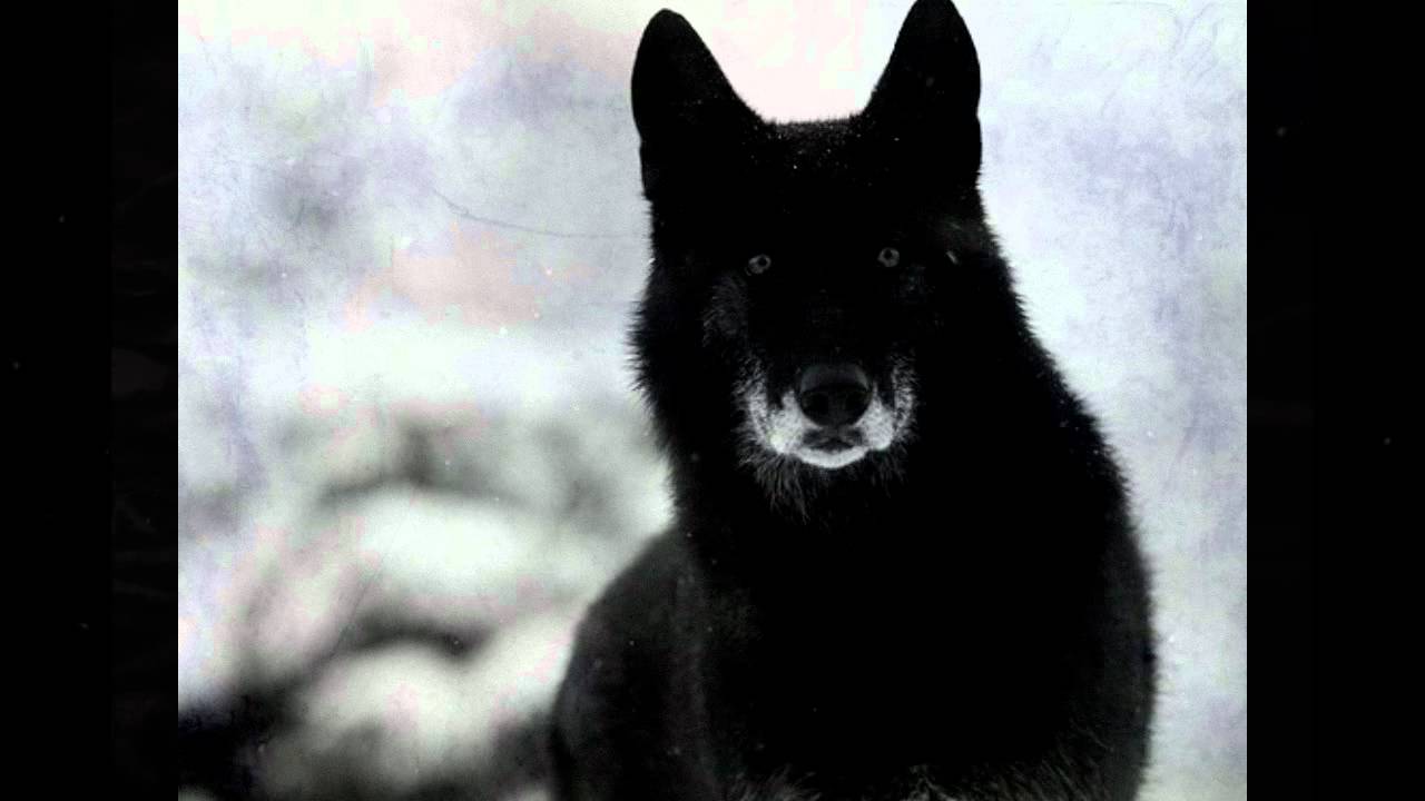 Cry Of Silence - Last Tears Of The Wolf
