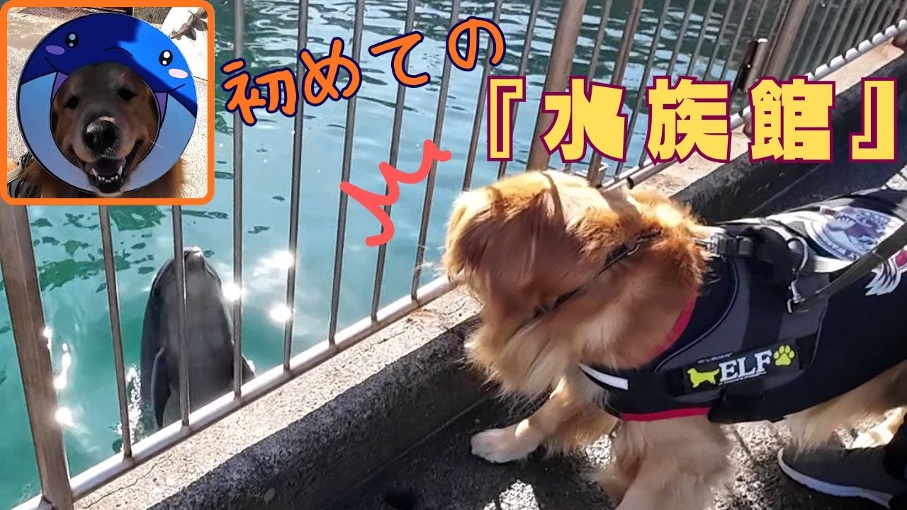 【三津シーパラダイス】 初めて観た 生き物達に 驚きっぱなしでした！！ ゴールデンレトリバーエルちゃん （前編）