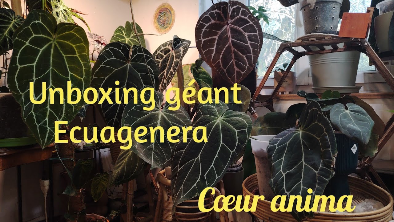 Big unboxing Ecuagenera