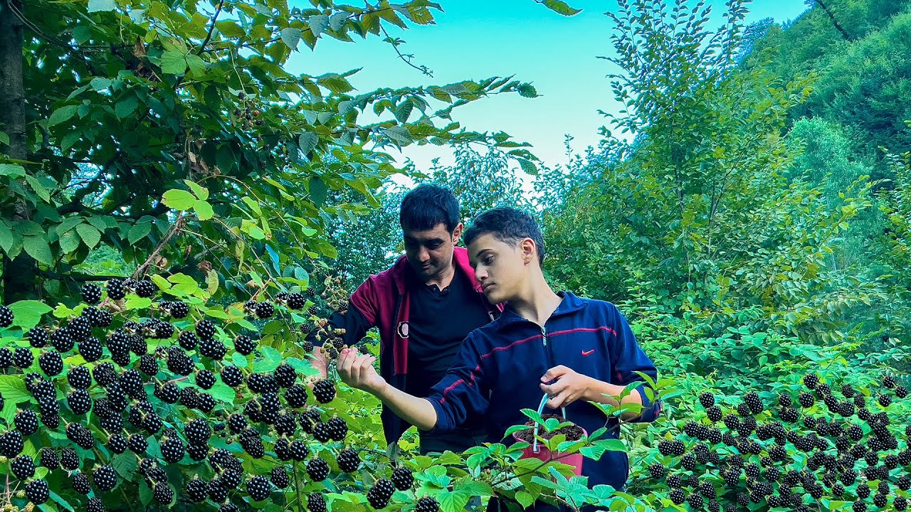 Сбор дикой ежевики в деревне для варенья и торта | Курица тандури 10 кг