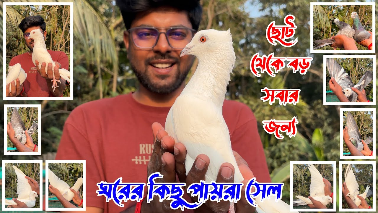 ঘরের কিছু পায়রা সেল || ছোট থেকে বড় সবার জন্য || Pigeon for sale @ubsagarpigeon 