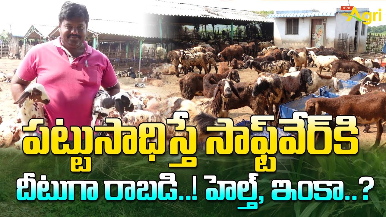 Sheep and Goat Farming Business For Beginners | పట్టుసాధిస్తే సాఫ్ట్‌వేర్‌కి దీటుగా రాబడి! Tone Agri