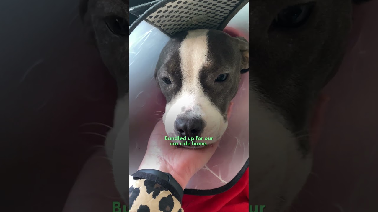 Woman Finds a &lsquo;Broken&rsquo; Pittie Puppy Abandoned | The Dodo