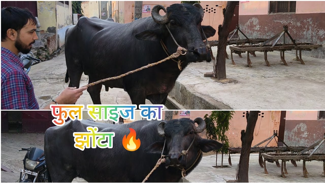 गुराना गांव में भाई बिट्टू के पास पूरे बड़े साइज का झोंटा 🔥@KapilTomar_07 