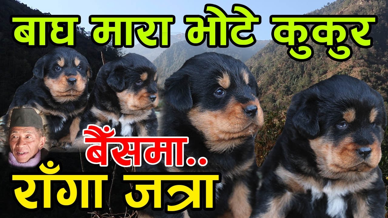 बाघ मारा भोटे कुकुरका बच्चा चाहिए फोन गर्नु ल । नं. ९८५७६७७६९९ र  ९७४८७८२५५२ │Nepal Chitra