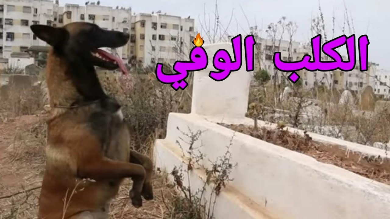 قصة الوفاء التي أبكت العالم (الكلب الوفي) .😢💔.