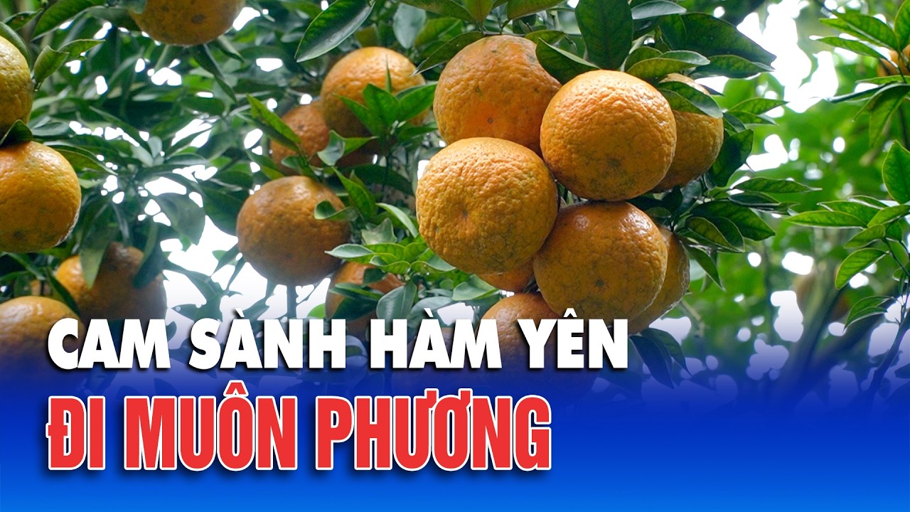 Cam sành Hàm Yên đi muôn phương