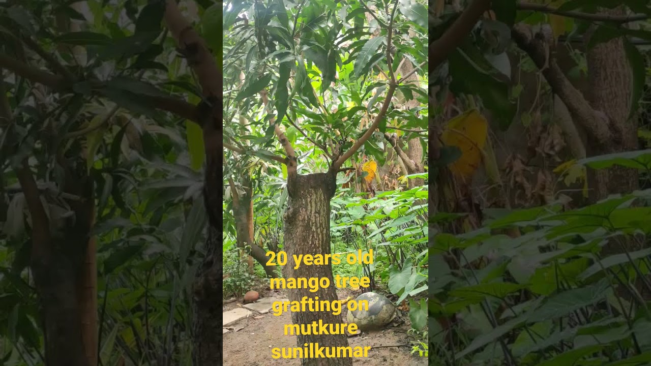 big mango tree grafting result #shorts