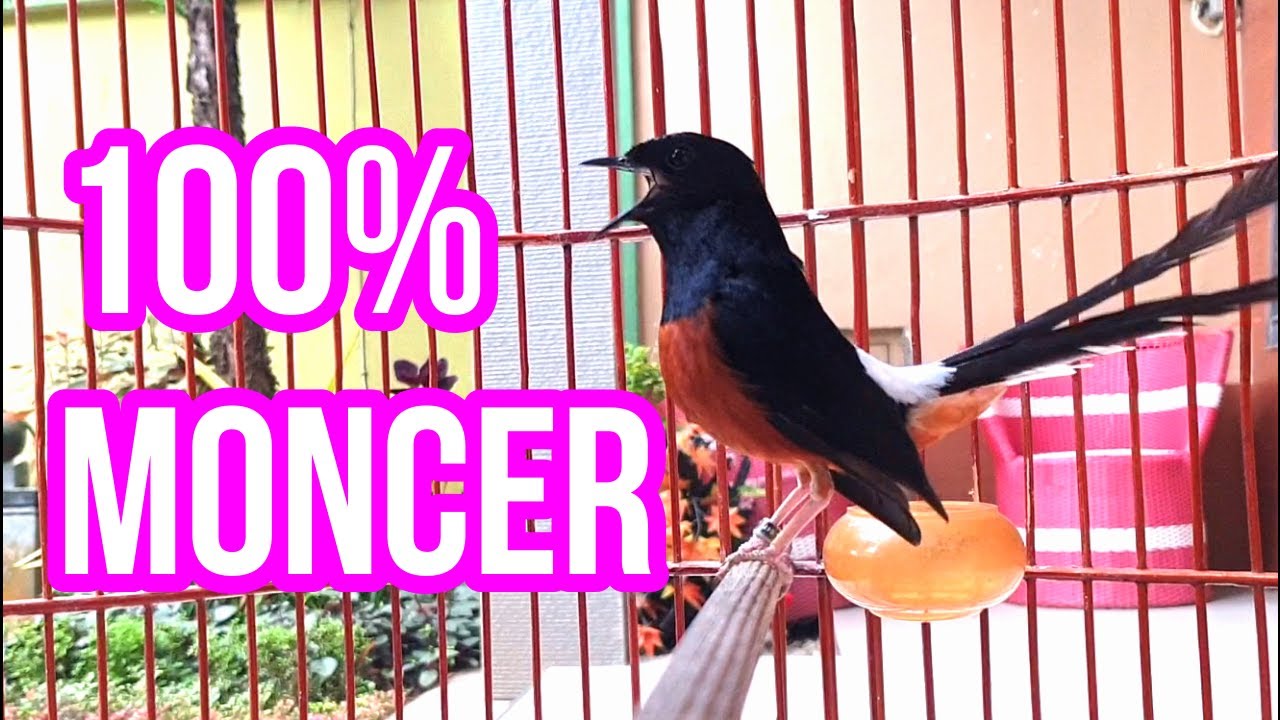 100% MONCER dan NGAMUK-NGAMUK dengan murai batu EMOSI TINGGI ini