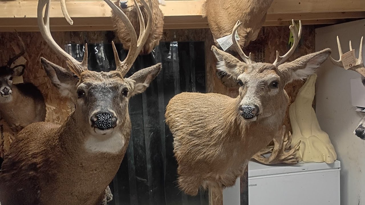 Apoxy work on a buck #taxidermy #whitetailbuck 