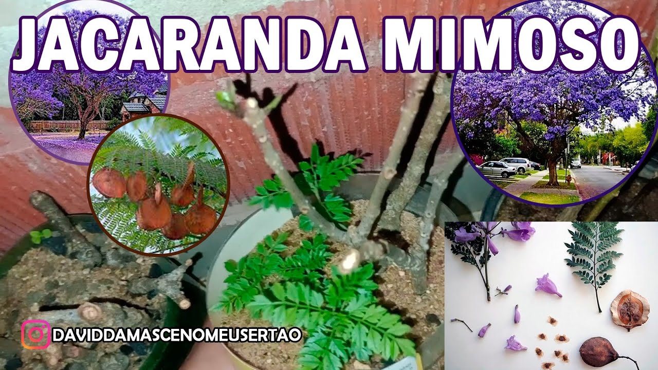 COMO PLANTAR JACARANDÁ MIMOSO ATRAVÉS DA SEMENTE? (IPÊ ROXO)