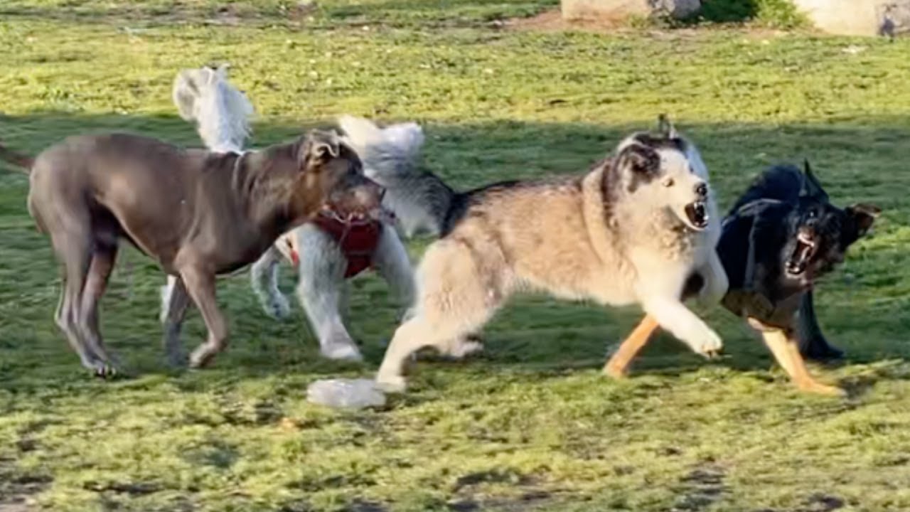Husky Protects Herself After Hard Collision with a GSD