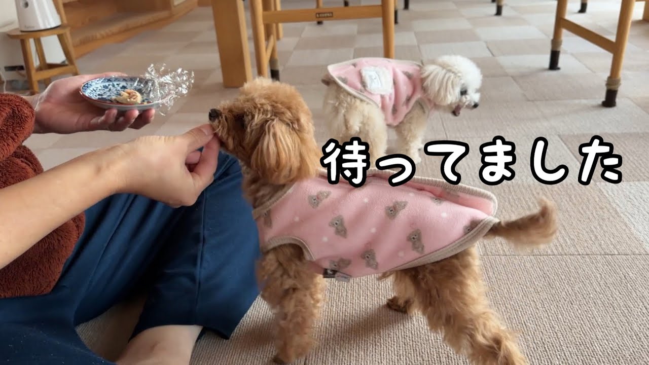 ママの立場ゼロ、とーちゃんからしか受け取らない朝ご飯が切なすぎ